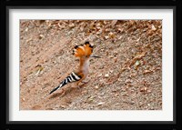 Madagascar. Madagascar Hoopoe, endemic bird Fine Art Print