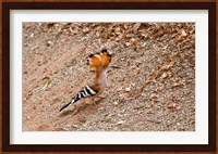Madagascar. Madagascar Hoopoe, endemic bird Fine Art Print