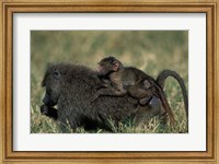 Kenya, Masai Mara Game Reserve, Chacma Baboons wildlife Fine Art Print