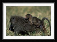 Kenya, Masai Mara Game Reserve, Chacma Baboons wildlife Fine Art Print