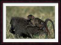 Kenya, Masai Mara Game Reserve, Chacma Baboons wildlife Fine Art Print