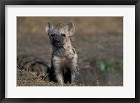Kenya, Masai Mara Game Reserve, Spotted Hyena wildlife Fine Art Print