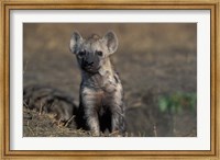 Kenya, Masai Mara Game Reserve, Spotted Hyena wildlife Fine Art Print