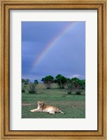Lioness Resting Under Rainbow, Masai Mara Game Reserve, Kenya Fine Art Print