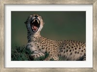 Kenya, Masai Mara Game Reserve, Cheetah in savanna Fine Art Print