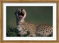 Kenya, Masai Mara Game Reserve, Cheetah in savanna Fine Art Print