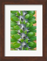 Madagascar, Dry Spiny Forest, cactus, succulent Fine Art Print