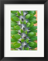 Madagascar, Dry Spiny Forest, cactus, succulent Fine Art Print