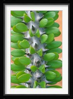 Madagascar, Dry Spiny Forest, cactus, succulent Fine Art Print
