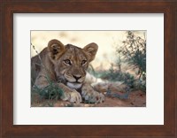 Lion Cub Rests During Heat of Day, Auob River, Kalahari-Gemsbok National Park, South Africa Fine Art Print