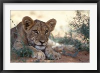 Lion Cub Rests During Heat of Day, Auob River, Kalahari-Gemsbok National Park, South Africa Fine Art Print