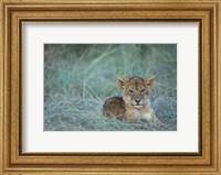 Lion Cub Rests in Grass, Masai Mara Game Reserve, Kenya Fine Art Print