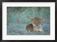 Lion Cub Rests in Grass, Masai Mara Game Reserve, Kenya Fine Art Print