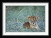 Lion Cub Rests in Grass, Masai Mara Game Reserve, Kenya Fine Art Print