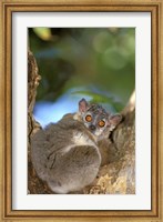 Madagascar, Berenty Reserve, Whitefooted sportive lemur Fine Art Print