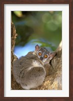 Madagascar, Berenty Reserve, Whitefooted sportive lemur Fine Art Print