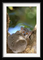 Madagascar, Berenty Reserve, Whitefooted sportive lemur Fine Art Print