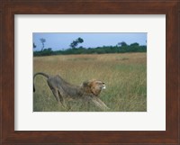 Lion Stretches in Tall Grass, Masai Mara Game Reserve, Kenya Fine Art Print