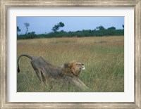 Lion Stretches in Tall Grass, Masai Mara Game Reserve, Kenya Fine Art Print