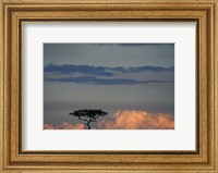 Lone Acacia Tree, Masai Mara Game Reserve, Kenya Fine Art Print