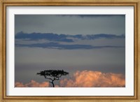 Lone Acacia Tree, Masai Mara Game Reserve, Kenya Fine Art Print
