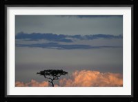 Lone Acacia Tree, Masai Mara Game Reserve, Kenya Fine Art Print