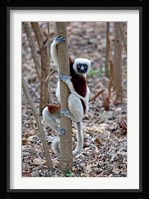 Madagascar, Ankarafantsika Coquerels Sifaka primate Fine Art Print