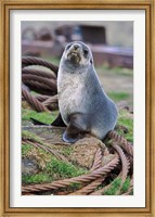 Antarctic Fur Seal sitting on ropes, South Georgia, Sub-Antarctica Fine Art Print