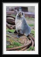 Antarctic Fur Seal sitting on ropes, South Georgia, Sub-Antarctica Fine Art Print