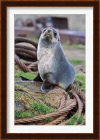 Antarctic Fur Seal sitting on ropes, South Georgia, Sub-Antarctica Fine Art Print
