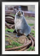 Antarctic Fur Seal sitting on ropes, South Georgia, Sub-Antarctica Fine Art Print
