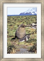 Antarctic Fur Seal with pup, South Georgia, Sub-Antarctica Fine Art Print