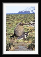 Antarctic Fur Seal with pup, South Georgia, Sub-Antarctica Fine Art Print