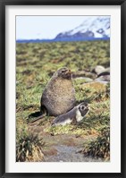 Antarctic Fur Seal with pup, South Georgia, Sub-Antarctica Fine Art Print