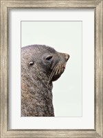 Close up of Antarctic Fur Seal, South Georgia, Sub-Antarctica Fine Art Print