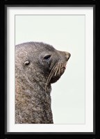 Close up of Antarctic Fur Seal, South Georgia, Sub-Antarctica Fine Art Print