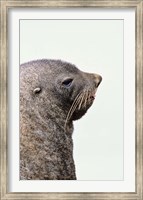 Close up of Antarctic Fur Seal, South Georgia, Sub-Antarctica Fine Art Print