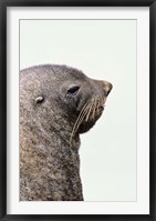 Close up of Antarctic Fur Seal, South Georgia, Sub-Antarctica Fine Art Print
