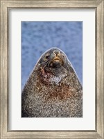 Kerguelen Fur Seal, Antarctic Fur Seal, South Georgia, Sub-Antarctica Fine Art Print