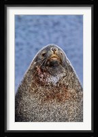 Kerguelen Fur Seal, Antarctic Fur Seal, South Georgia, Sub-Antarctica Fine Art Print