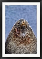 Kerguelen Fur Seal, Antarctic Fur Seal, South Georgia, Sub-Antarctica Fine Art Print