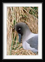 Light-mantled Albatross nesting. South Georgia, Antarctica. Fine Art Print