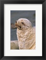 White Seal, South Georgia, Sub-Antarctica Fine Art Print