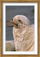 White Seal, South Georgia, Sub-Antarctica Fine Art Print