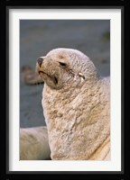 White Seal, South Georgia, Sub-Antarctica Fine Art Print