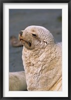 White Seal, South Georgia, Sub-Antarctica Fine Art Print