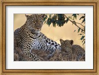 Leopard and Cub Resting, Masai Mara Game Reserve, Kenya Fine Art Print