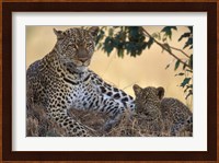 Leopard and Cub Resting, Masai Mara Game Reserve, Kenya Fine Art Print