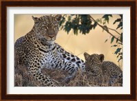 Leopard and Cub Resting, Masai Mara Game Reserve, Kenya Fine Art Print