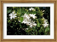 Jasmine Flowers in Bloom, Madagascar Fine Art Print